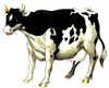 cow.jpg
